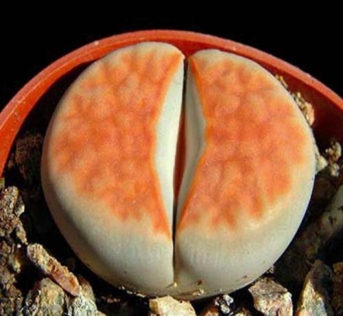 benih lithops living stone batu hidup