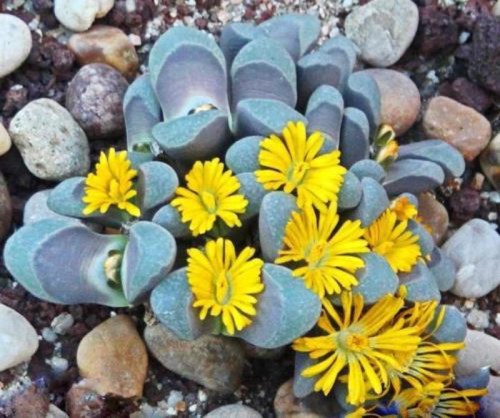 benih lithops living stone batu hidup
