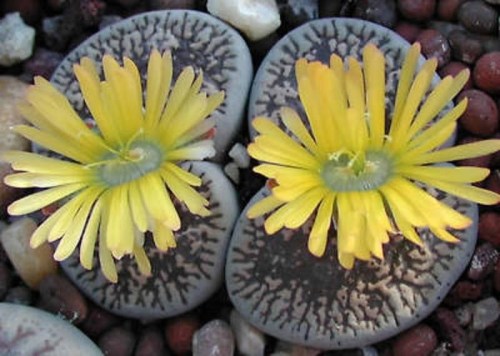 benih lithops living stone batu hidup