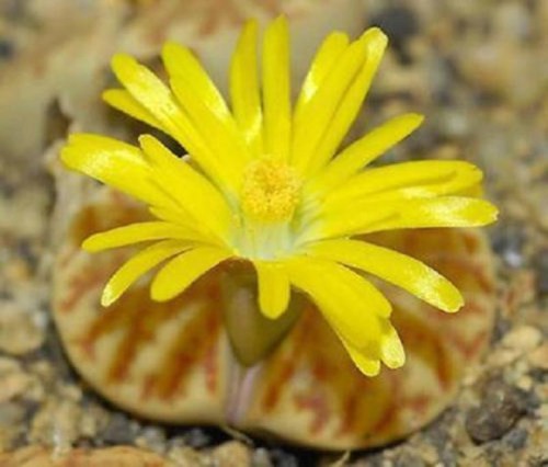 benih lithops living stone batu hidup