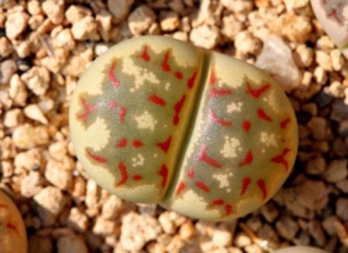 benih lithops living stone batu hidup