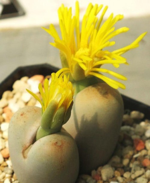 Lithops Steineckeana rare plant exotic living stone ice succulent seed 100 SEEDS. $24