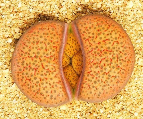 benih lithops living stone batu hidup