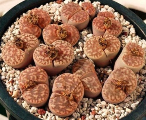 benih lithops living stone batu hidup