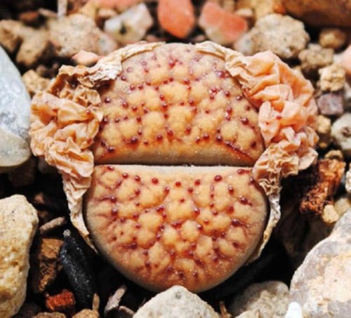 benih lithops living stone batu hidup