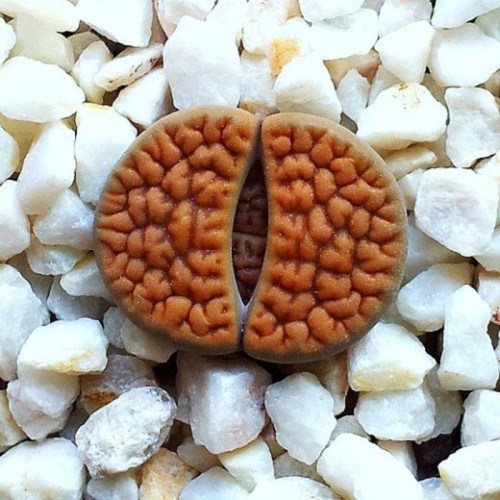 benih lithops living stone batu hidup