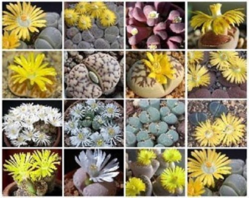 benih lithops living stone batu hidup