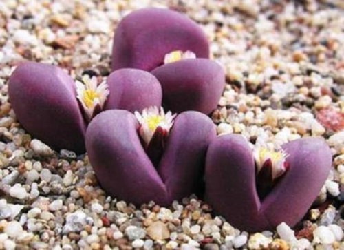 benih lithops living stone batu hidup