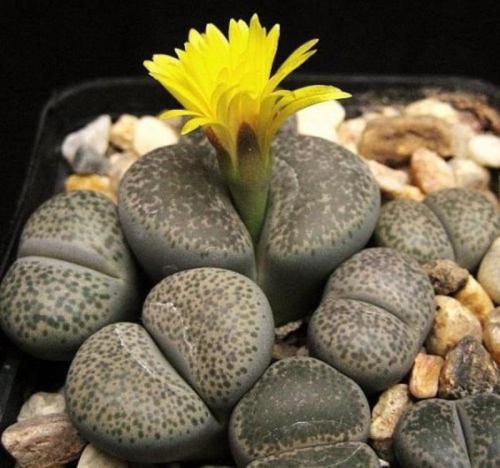 benih lithops living stone batu hidup