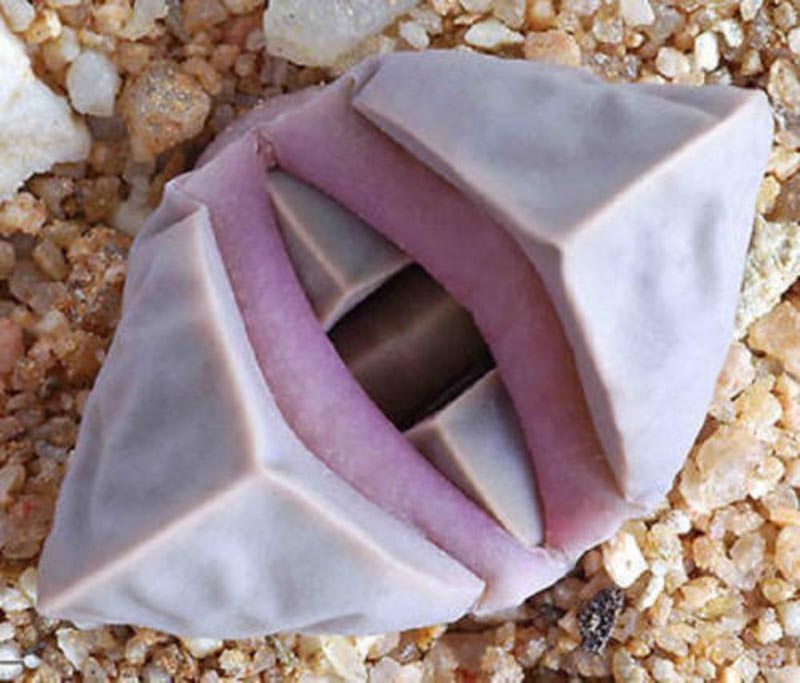 Lithops Julii Fulleri 'Living Stones' – Rare Exotic Rock Plant Seeds (15 Seeds)