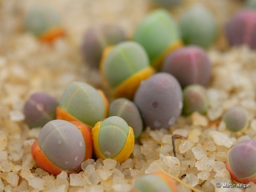 A macro photograph of tiny Gibbaeum comptonii seedlings. Martin Heigan mh@icon.co.za http://anti-matter-3d.com http://www.flickr.com/photos/martin_heigan