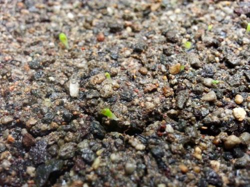 sprout of lithops living stone seed