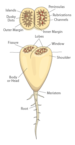 Lithops living stone morphologi