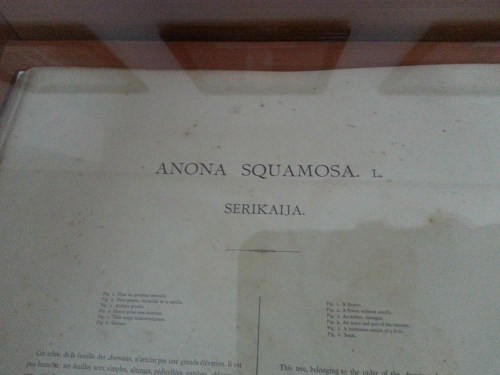 Museum Etnobotany Bogor, Herbarium Bogoriensis.