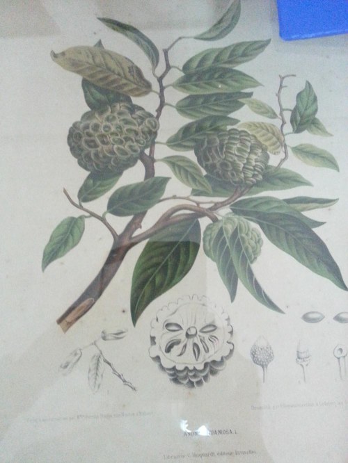 Museum Etnobotany Bogor, Herbarium Bogoriensis.