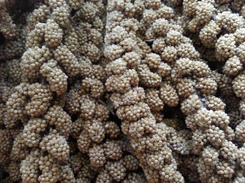 Museum Etnobotany Bogor, Herbarium Bogoriensis.