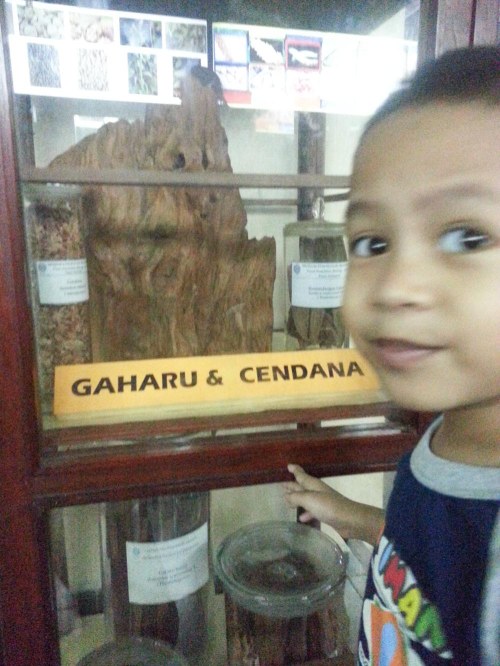 Museum Etnobotany Bogor, Herbarium Bogoriensis.