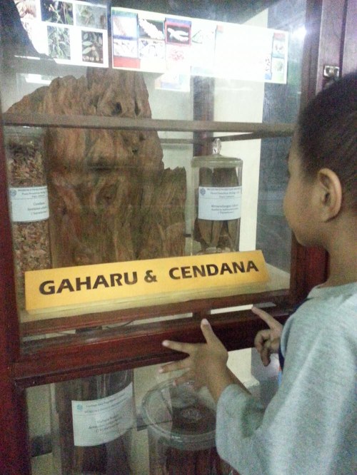 Museum Etnobotany Bogor, Herbarium Bogoriensis.