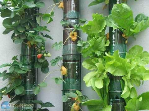 pot dari botol plastik bekas