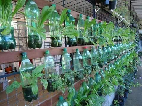 pot dari botol plastik bekas