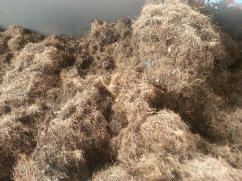 serabut tandan kosong kelapa sawit