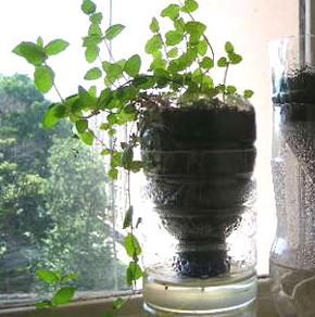 img_como_hacer_una_bonita_base_para_mis_plantas_6377_orig