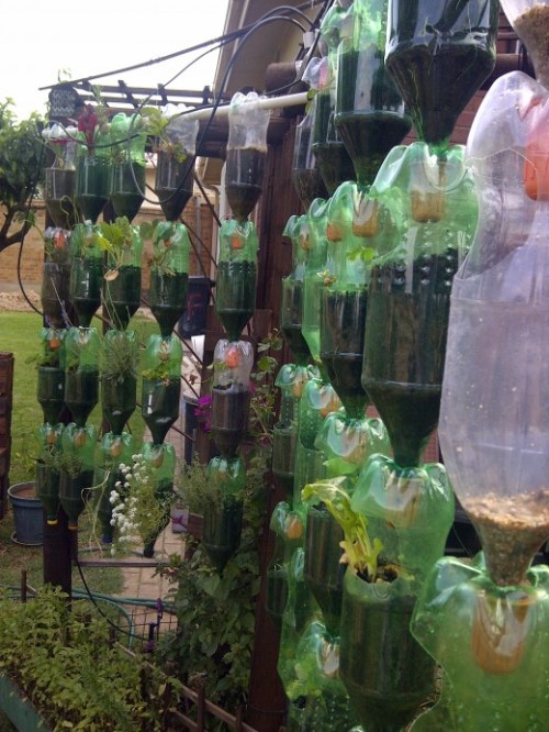 vertikal garden dari botol bekas