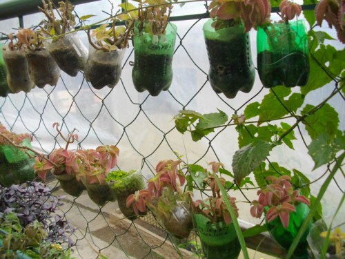 vertikal garden dari botol bekas
