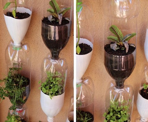 vertikal garden dari botol bekas
