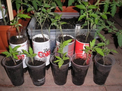 Recycled-Plastic-Bottle-Gardening