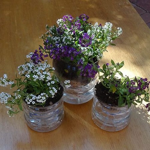 Recycled-Plastic-Juice-Bottles-Gardening