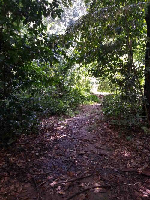 Situ Gede, Dramaga, Bogor