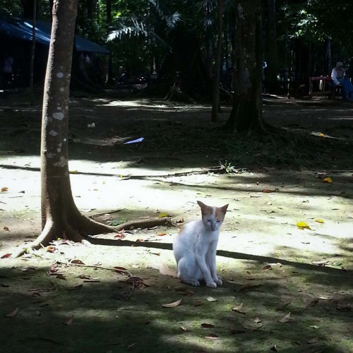 Situ Gede, Dramaga, Bogor