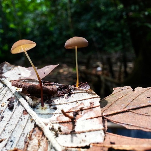 Situ Gede, Dramaga, Bogor