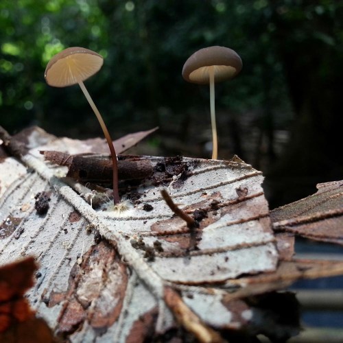 Situ Gede, Dramaga, Bogor