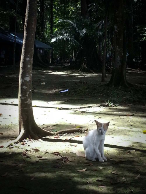 Situ Gede, Dramaga, Bogor