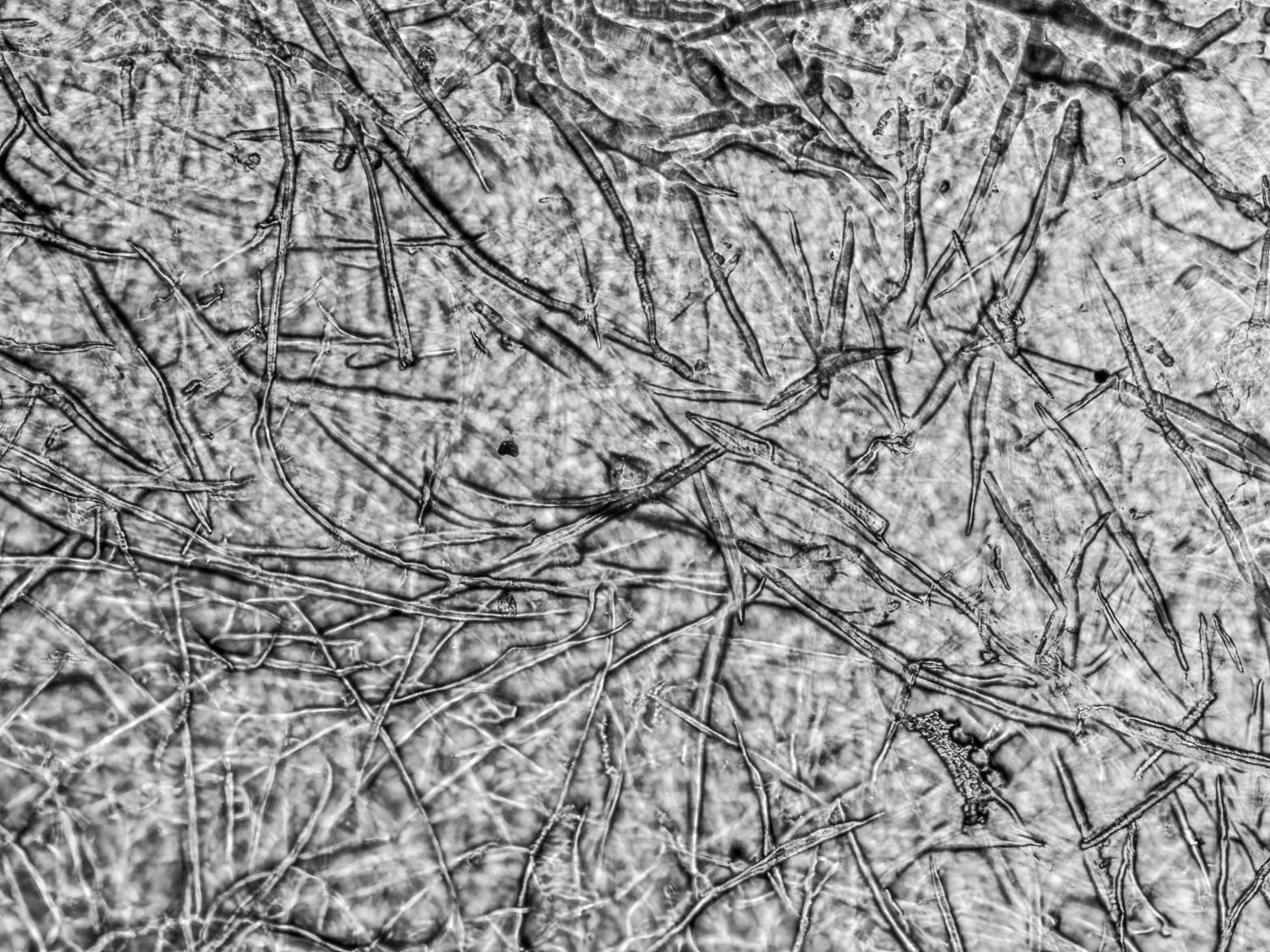 selulosa sawit dalam bioplastik