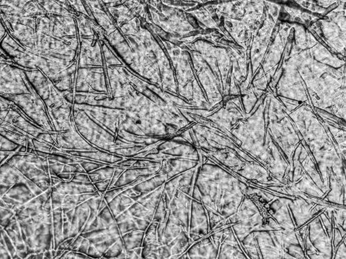 selulosa sawit dalam bioplastik