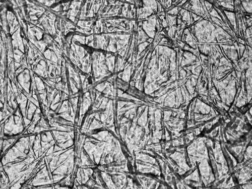 selulosa sawit dalam bioplastik