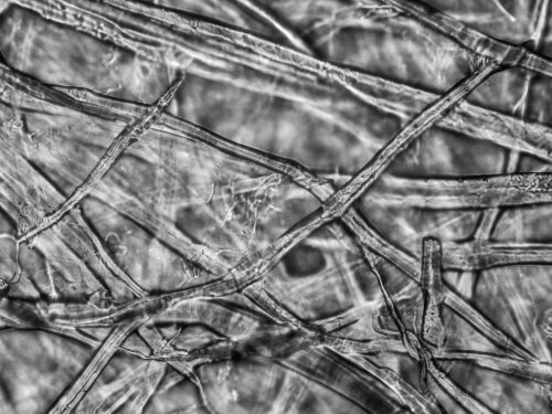 selulosa sawit dalam bioplastik