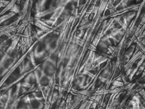 selulosa sawit dalam bioplastik