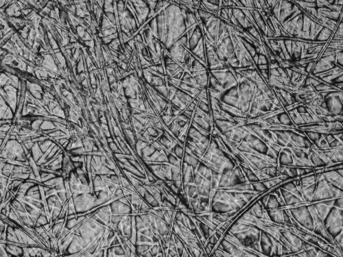 selulosa sawit dalam bioplastik