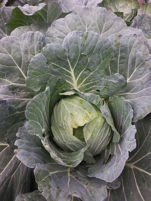 pertanian, kol, polybag