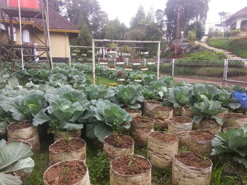 pertanian, kol, polybag