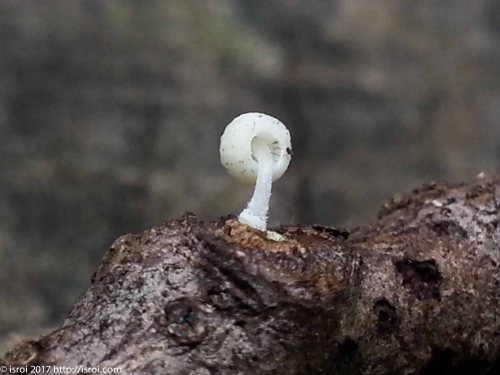 Desa wisata citalahab halimun