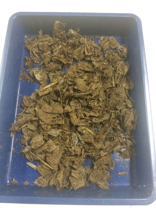 bioplastik pengujian disintegrasi