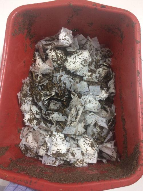 bioplastik pengujian disintegrasi