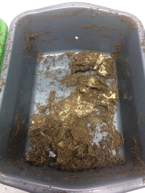 bioplastik pengujian disintegrasi