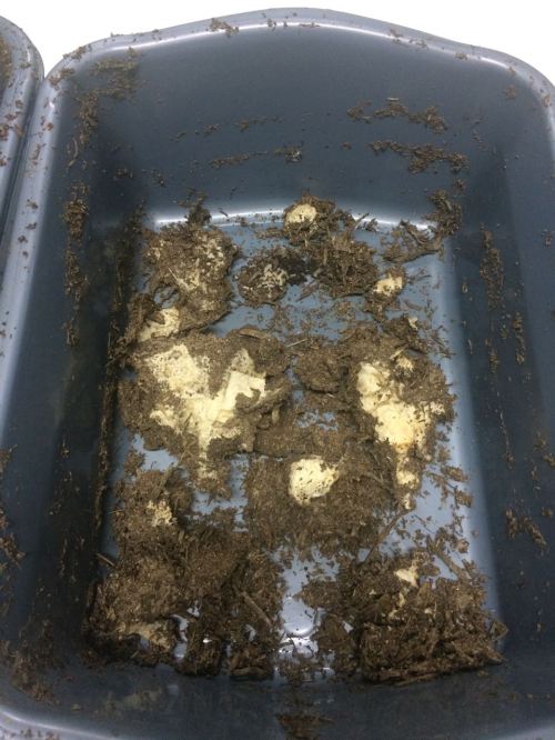 bioplastik pengujian disintegrasi