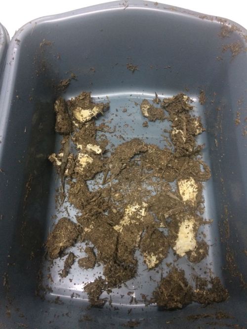 bioplastik pengujian disintegrasi